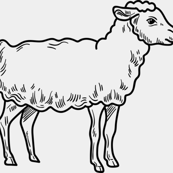 Lamb   Clipart 3 Miniaturansicht