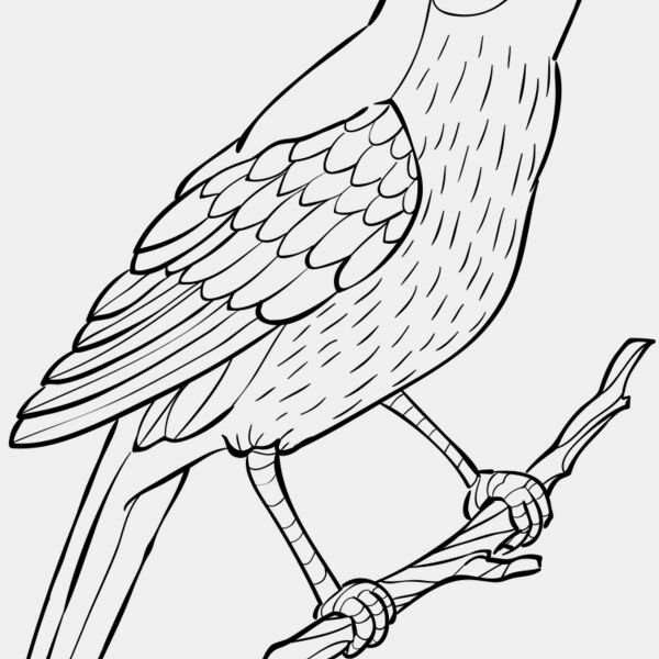 Nightingale   Clipart 2 Miniaturansicht