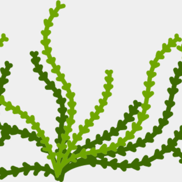 Sea Plant Miniaturansicht